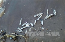 Nhiều hộ nuôi trồng thủy sản ở Kiên Giang bị thiệt hại nặng nề